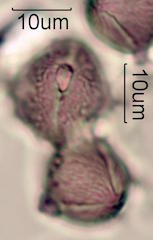 Schinus sp. Pollen