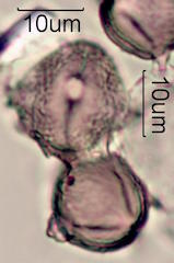 Schinus sp. Pollen