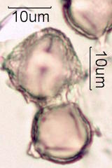 Schinus sp. Pollen