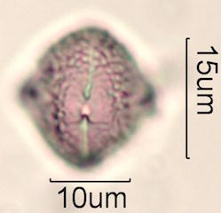 Peruvian Peppertree Pollen