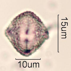 Peruvian Peppertree Pollen