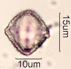 Peruvian Peppertree Pollen