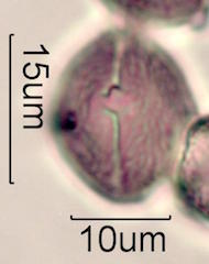 Wililaiki Pollen