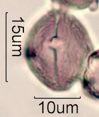 Wililaiki Pollen