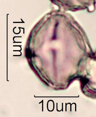 Wililaiki Pollen