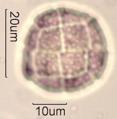 Acacia Pollen