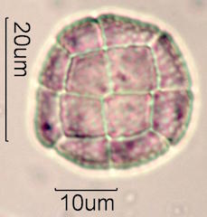 Acacia Pollen