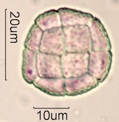 Acacia Pollen