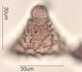 Grevillea Pollen