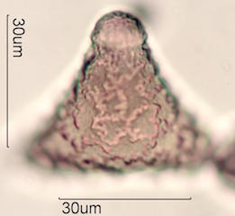 Grevillea Pollen