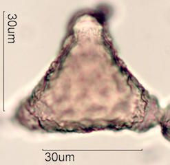 Grevillea Pollen