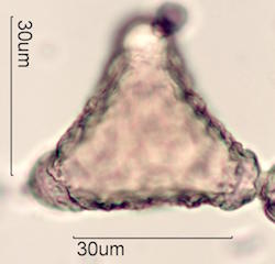Grevillea Pollen