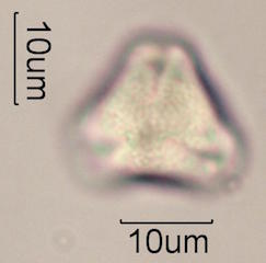 Pollen found in Wililaiki Honey