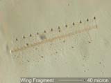 Insect Wing Fragment