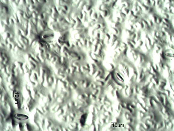 Stomata Under The Microscope