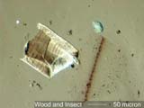 Insect Wing