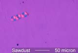Sawdust