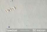 Sawdust