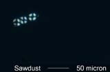 Sawdust