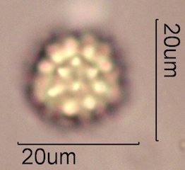 Woolly Daisy Pollen