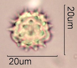 Woolly Daisy Pollen