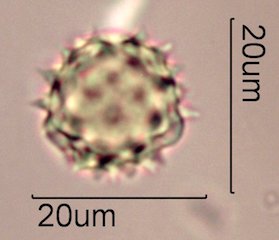 Woolly Daisy Pollen