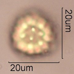 Woolly Daisy Pollen