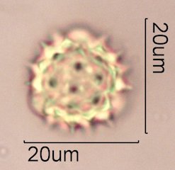 Woolly Daisy Pollen