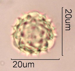 Woolly Daisy Pollen