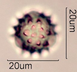 Woolly Daisy Pollen