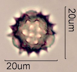 Woolly Daisy Pollen