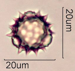 Woolly Daisy Pollen