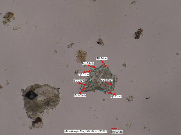 Pumice from Mt. St Helen Eruption
