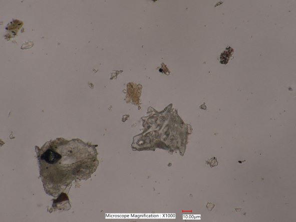 Pumice from Mt. St Helen Eruption