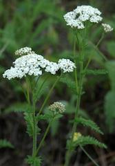 Yarrow