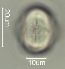 Yellow Clover (Trifolium minus) Pollen