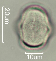 Yellow Clover (Trifolium minus) Pollen
