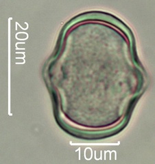 Yellow Clover (Trifolium minus) Pollen