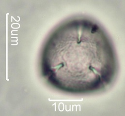 Yellow Clover (Trifolium minus) Pollen