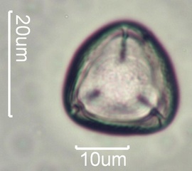 Yellow Clover Pollen