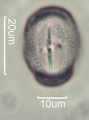 Yellow Clover (Trifolium minus) Pollen