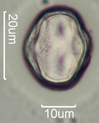 Yellow Clover (Trifolium minus) Pollen