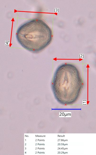 Yellow Clover Pollen