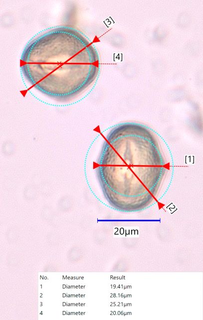 Yellow Clover Pollen