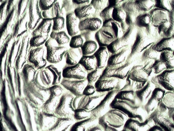 Stomata Under The Microscope