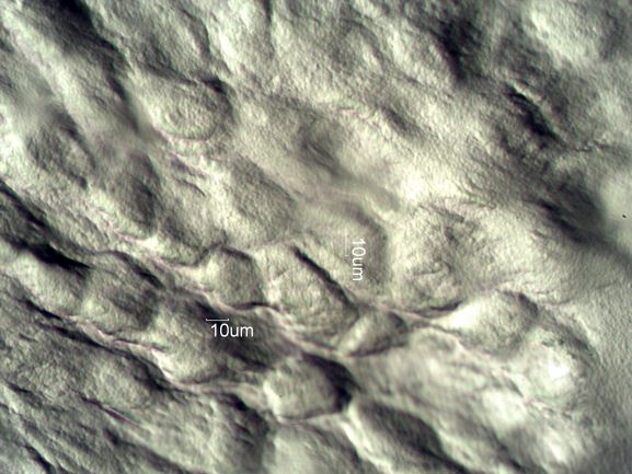 Stomata Under The Microscope