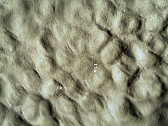 Stomata Under The Microscope