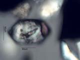 Zircon