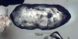 Zircon