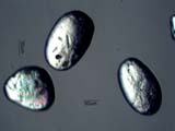 Zircon